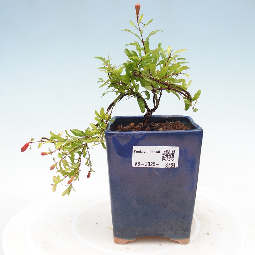 Zimmer Bonsai-PUNICA Granatum Nana-Granatapfel