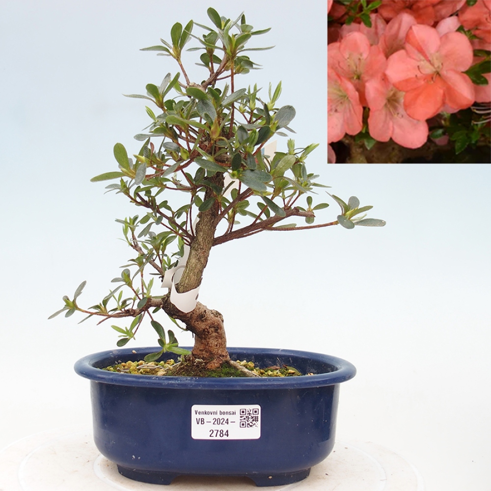 Bonsai im Freien - Japanische Azalee - Azalea Asazakura