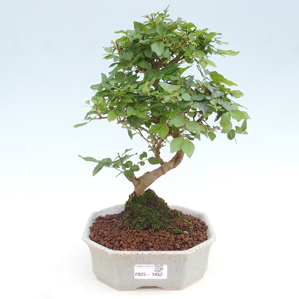 Indoor Bonsai -Ligustrum chinensis - Vogelschnabel