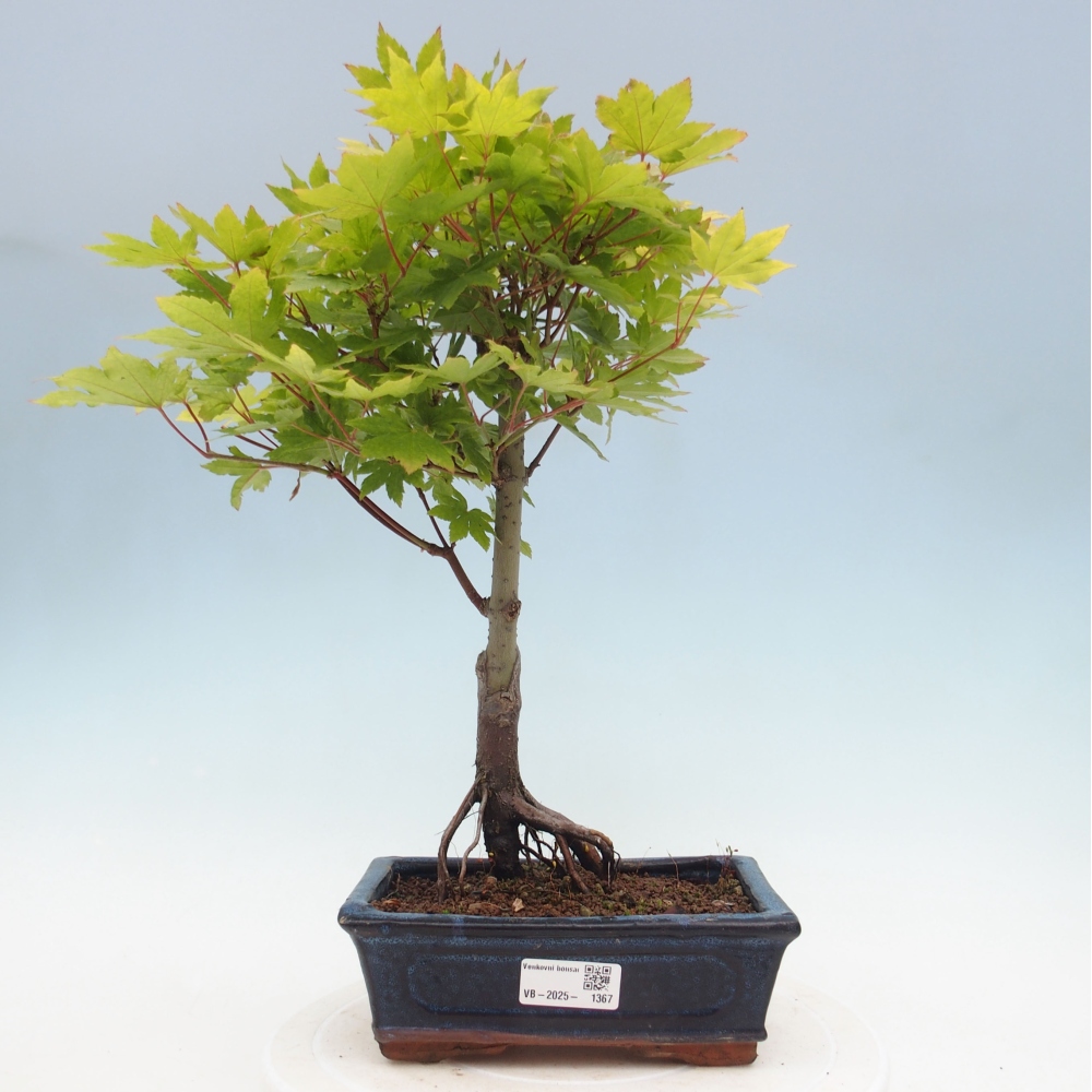 Bonsai im Freien - Ahorn palmatum katsura GISAN - Ahorn palmat