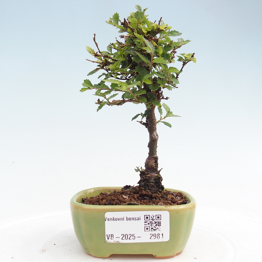 Bonsai im Freien - Ulmus parvifolia Sagei - Kleinblättrige Ulme