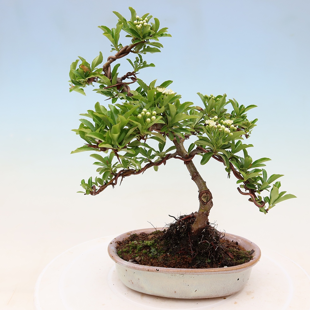 Bonsai für den Außenbereich – Pyracantha teton – Feuerdorn