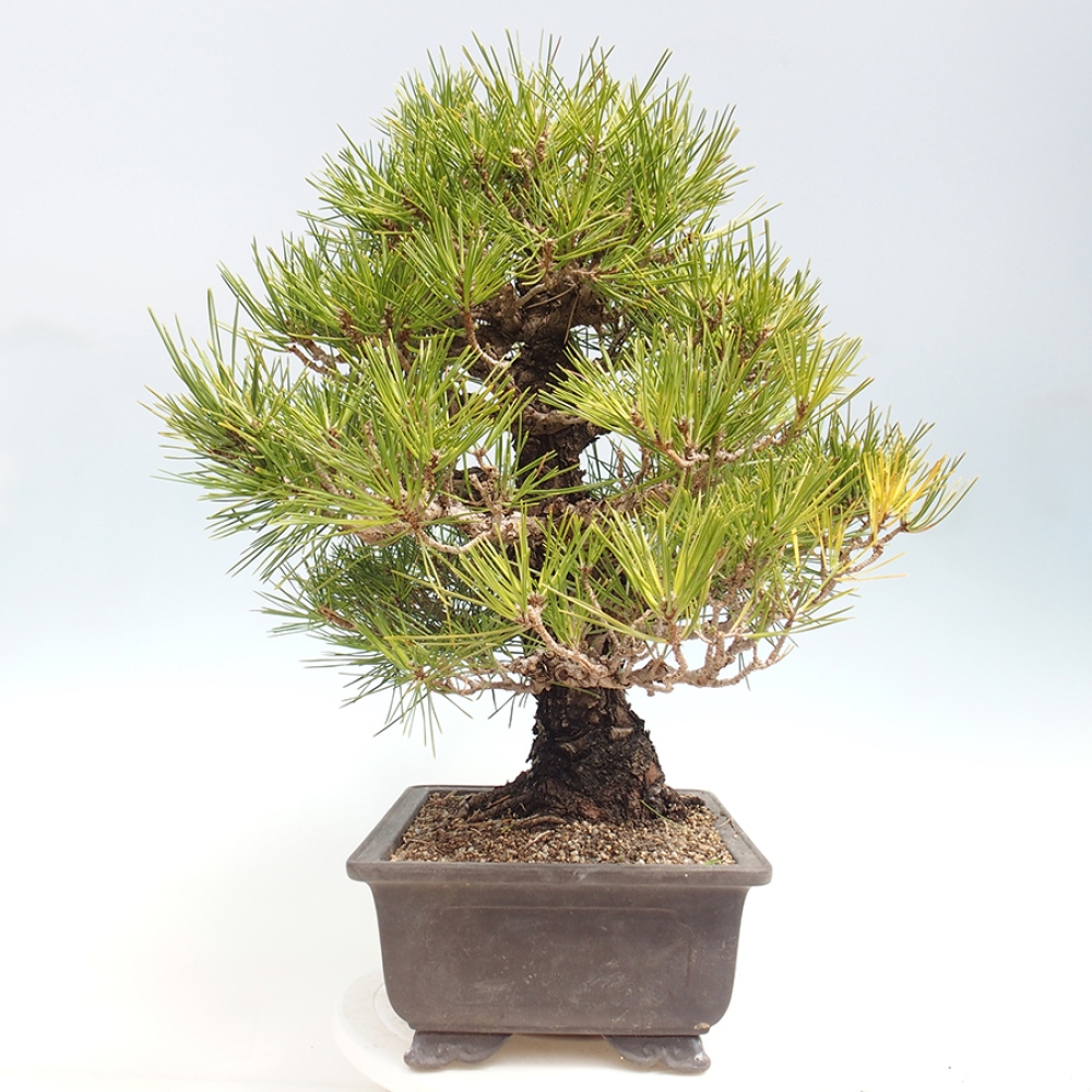 Bonsai für draußen - Pinus thunbergii - Thunberg-Kiefer