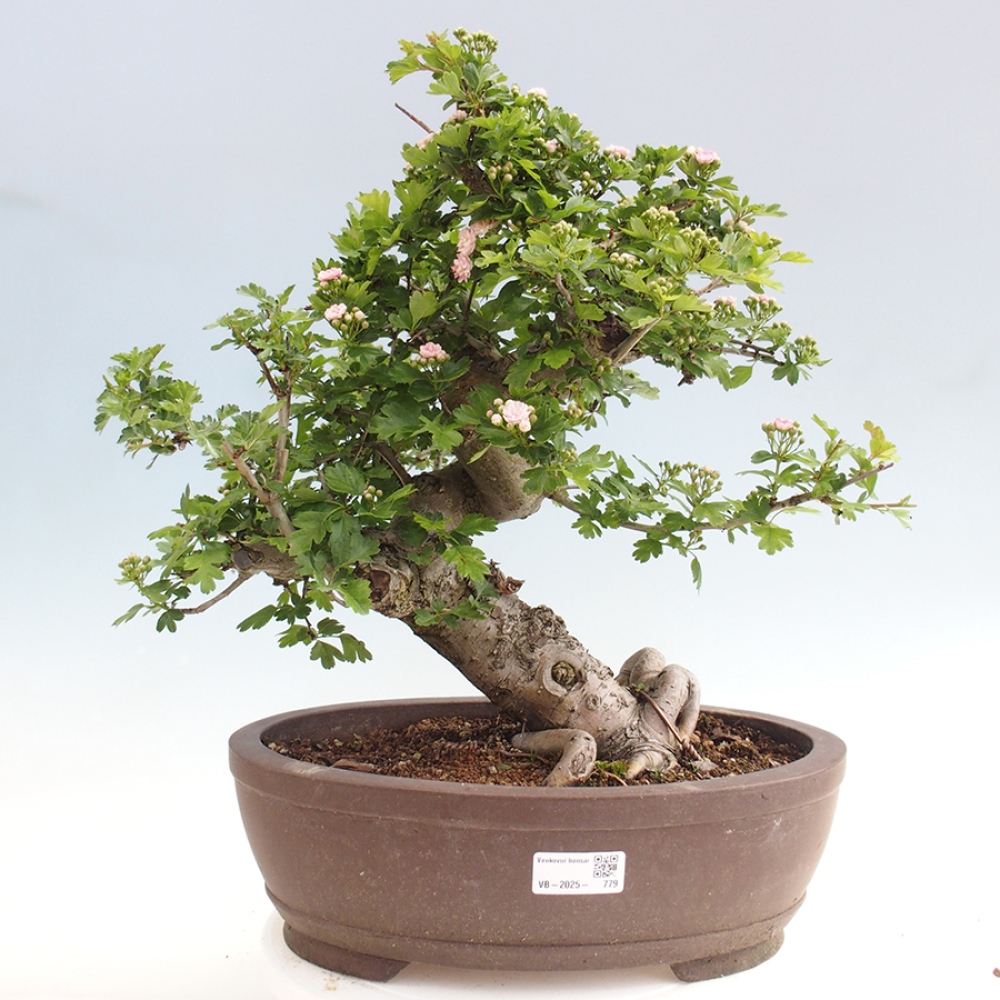 Bonsai im Freien - Weißdorn - Crataegus laevigata Paula