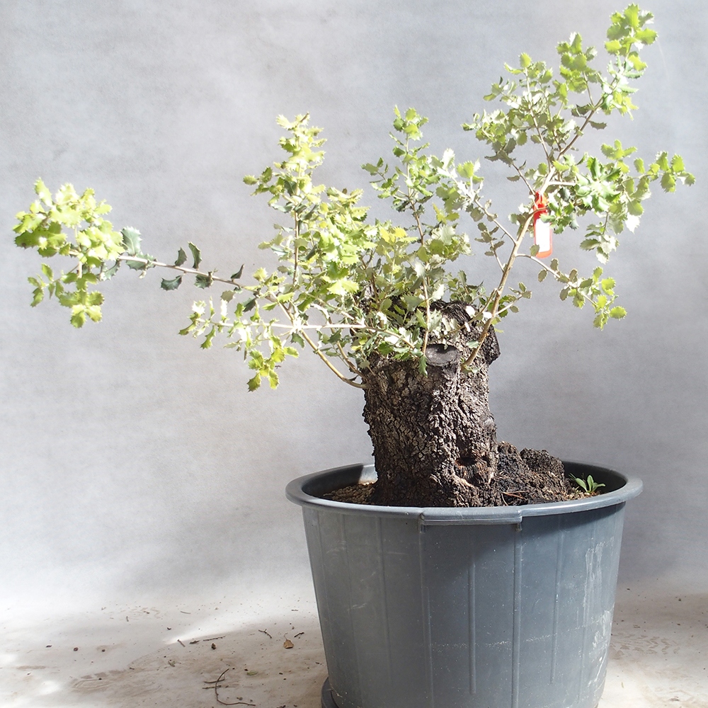 Freilandbonsai Quercus Cerris - Eiche Cer