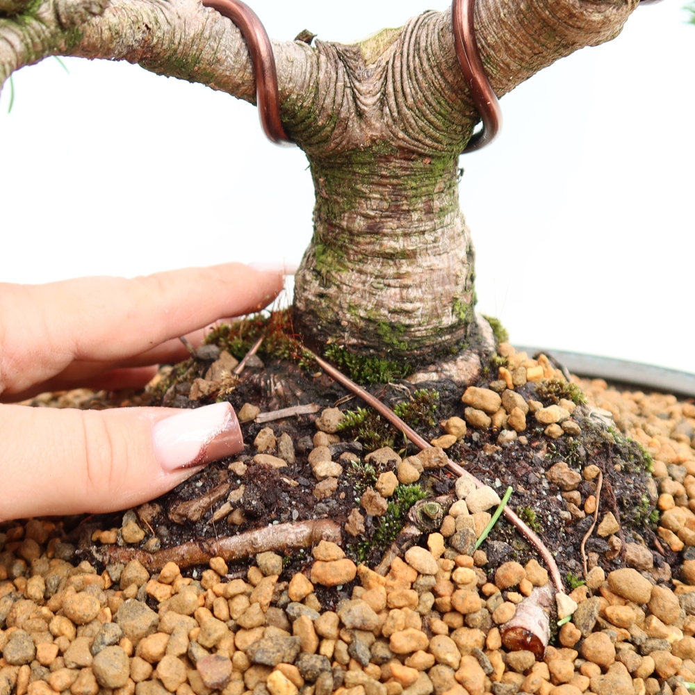 Bonsai für den Außenbereich – Pinus mugo Humpy – Zwergkiefer