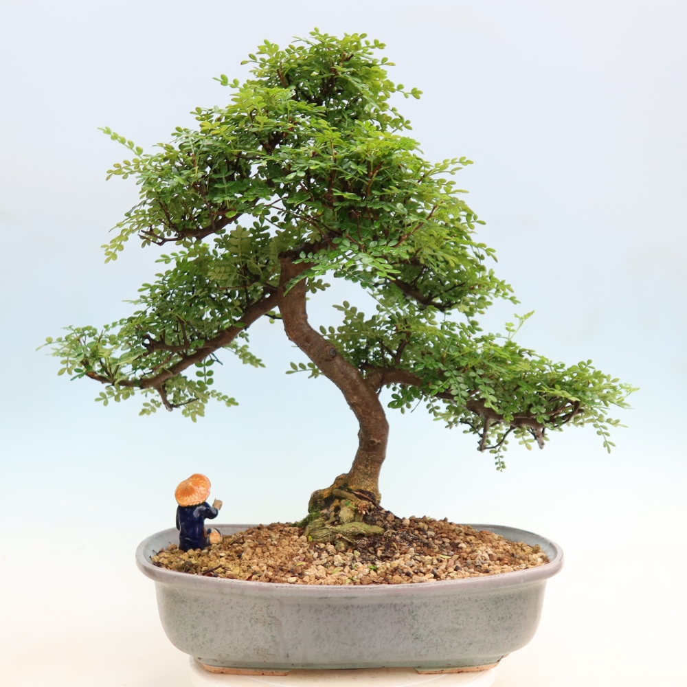 Zimmer Bonsai - Zantoxylum piperitum - Pfefferbaum
