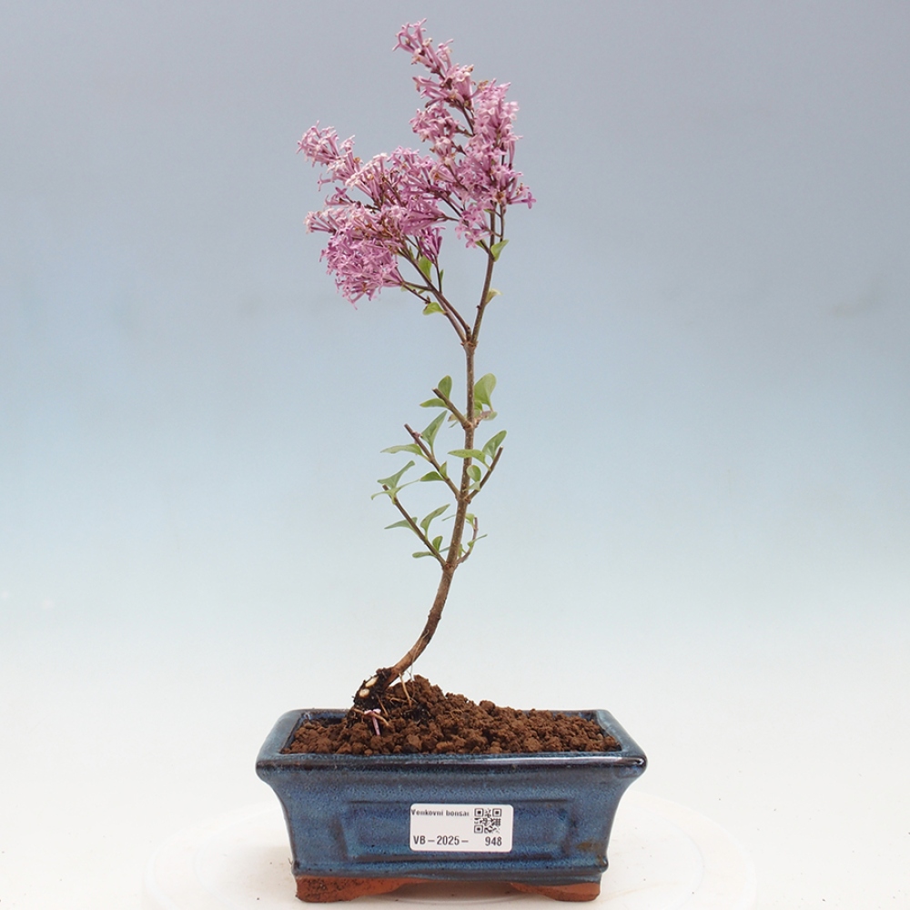Bonsai im Freien – Syringa Meyeri Palibin – Meyers Flieder