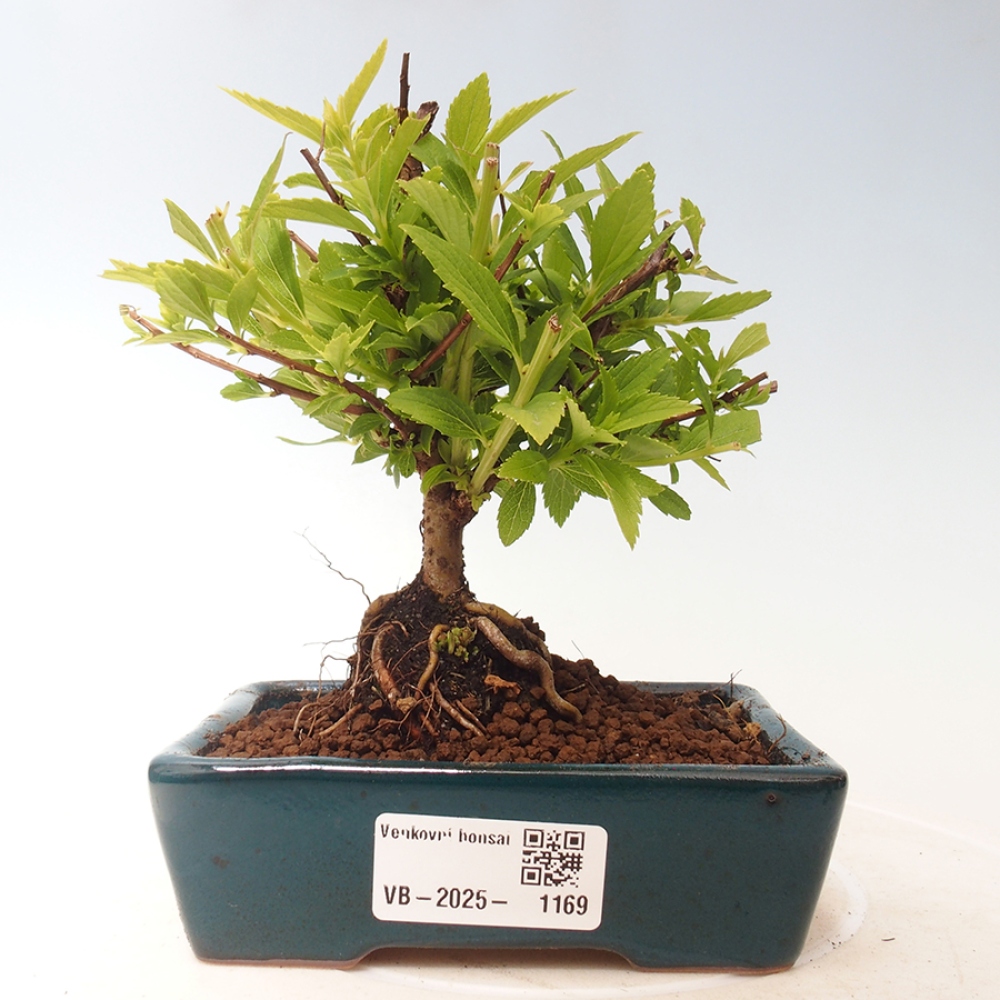 Bonsai im Freien - Spirea japonica GENPSI