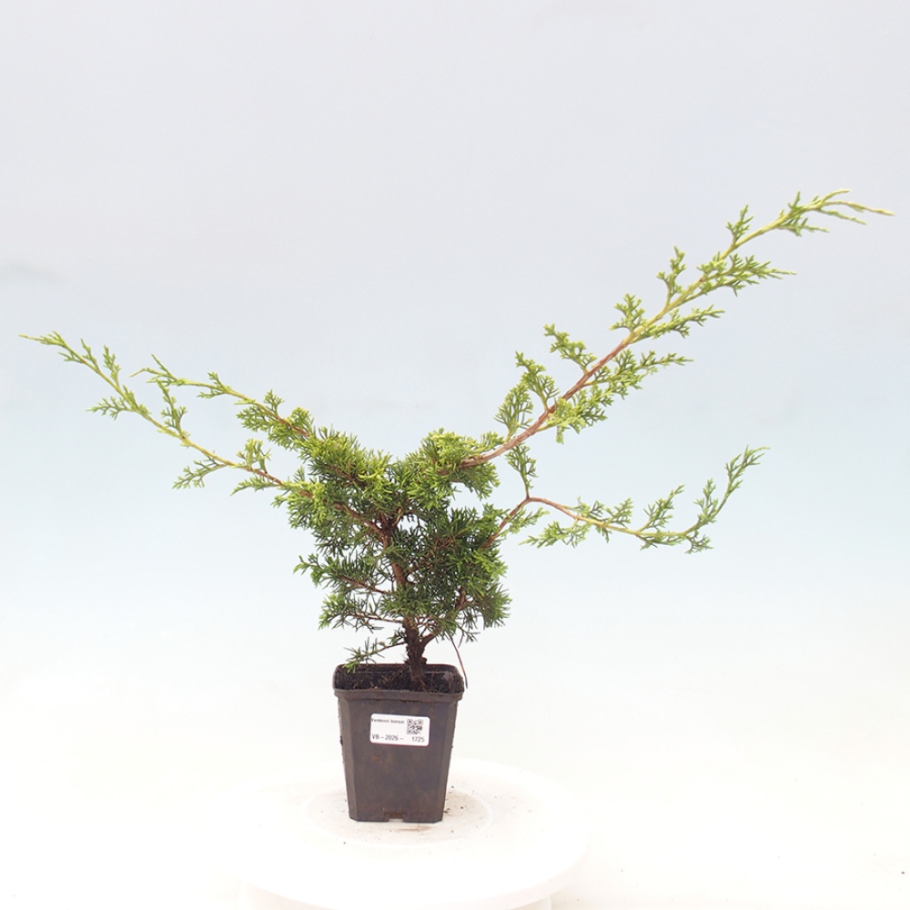 Bonsai für draußen - Juniperus chinensis Itoigawa