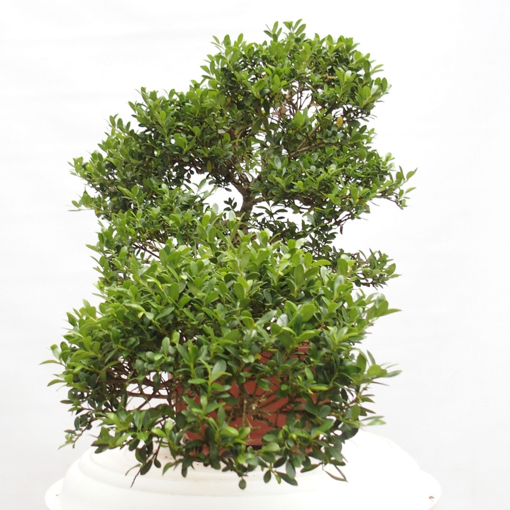 Zimmerbonsai - Ilex crenata - Holly