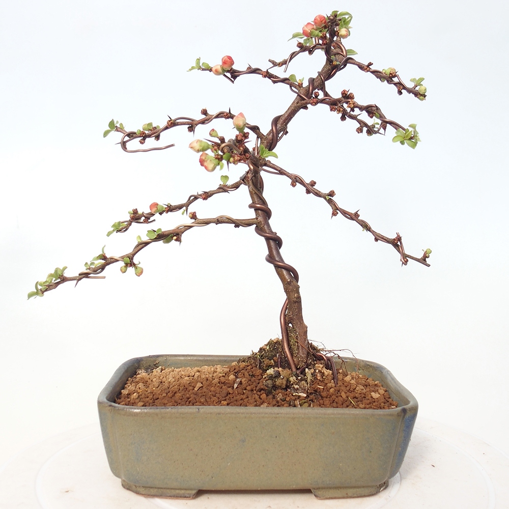 Bonsai für draußen - Chaneomeles s. Red Joy - Quitte