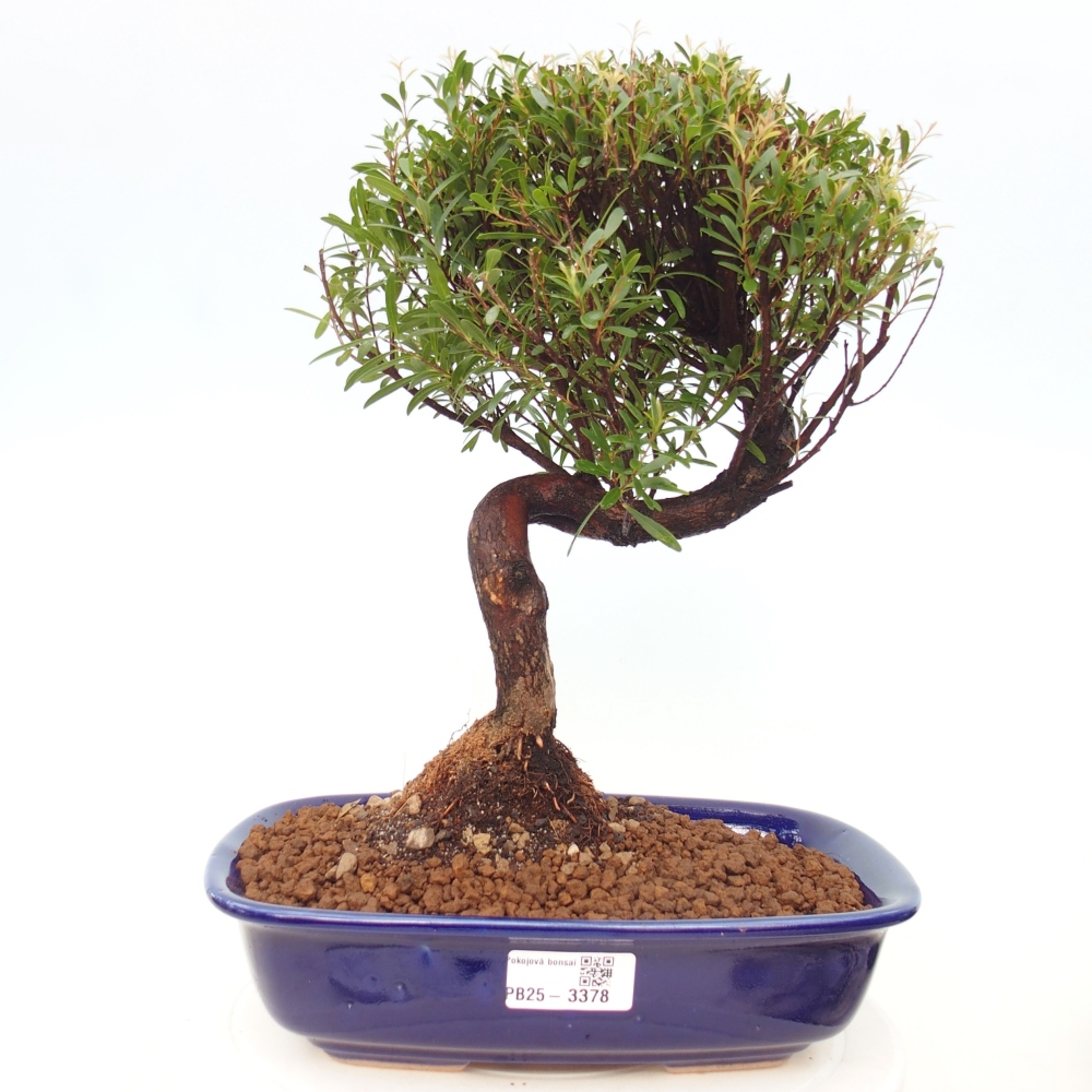 Zimmer Bonsai - Syzygium - Piment