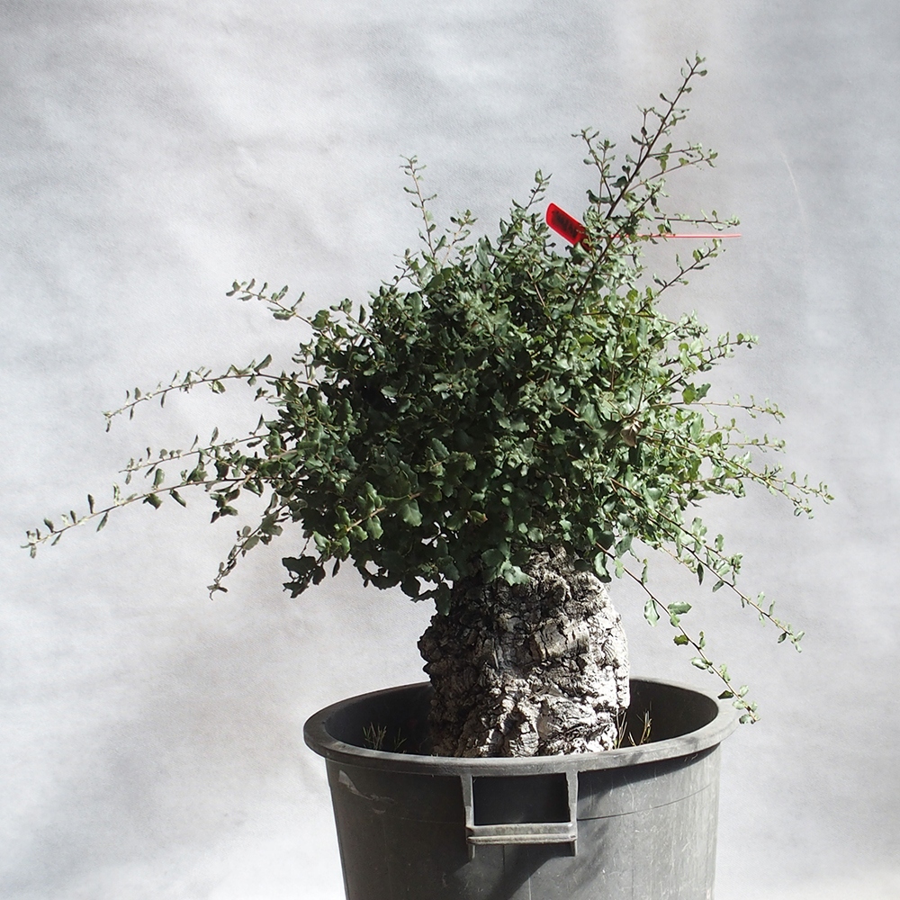 Outdoor-Bonsai Quercus suber - Kork-Eiche