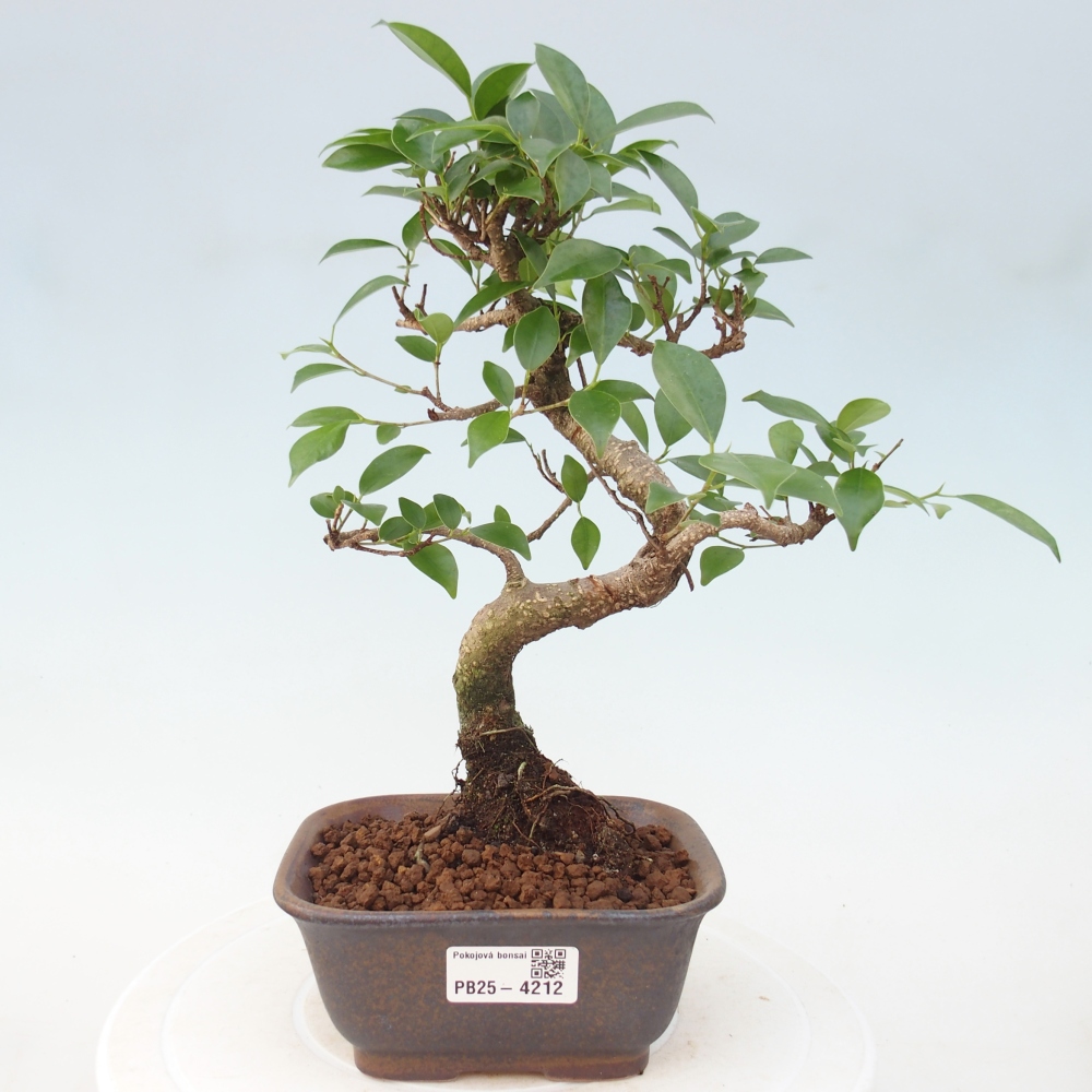 Zimmerbonsai - Ficus retusa - Kleinblättriger Ficus