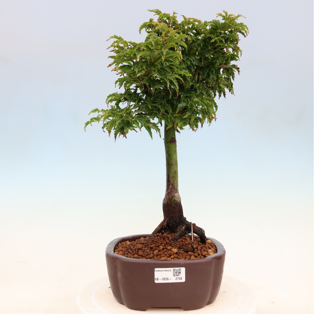 Bonsai für draußen -Javor-Palme Acer palmatum Shishigashira