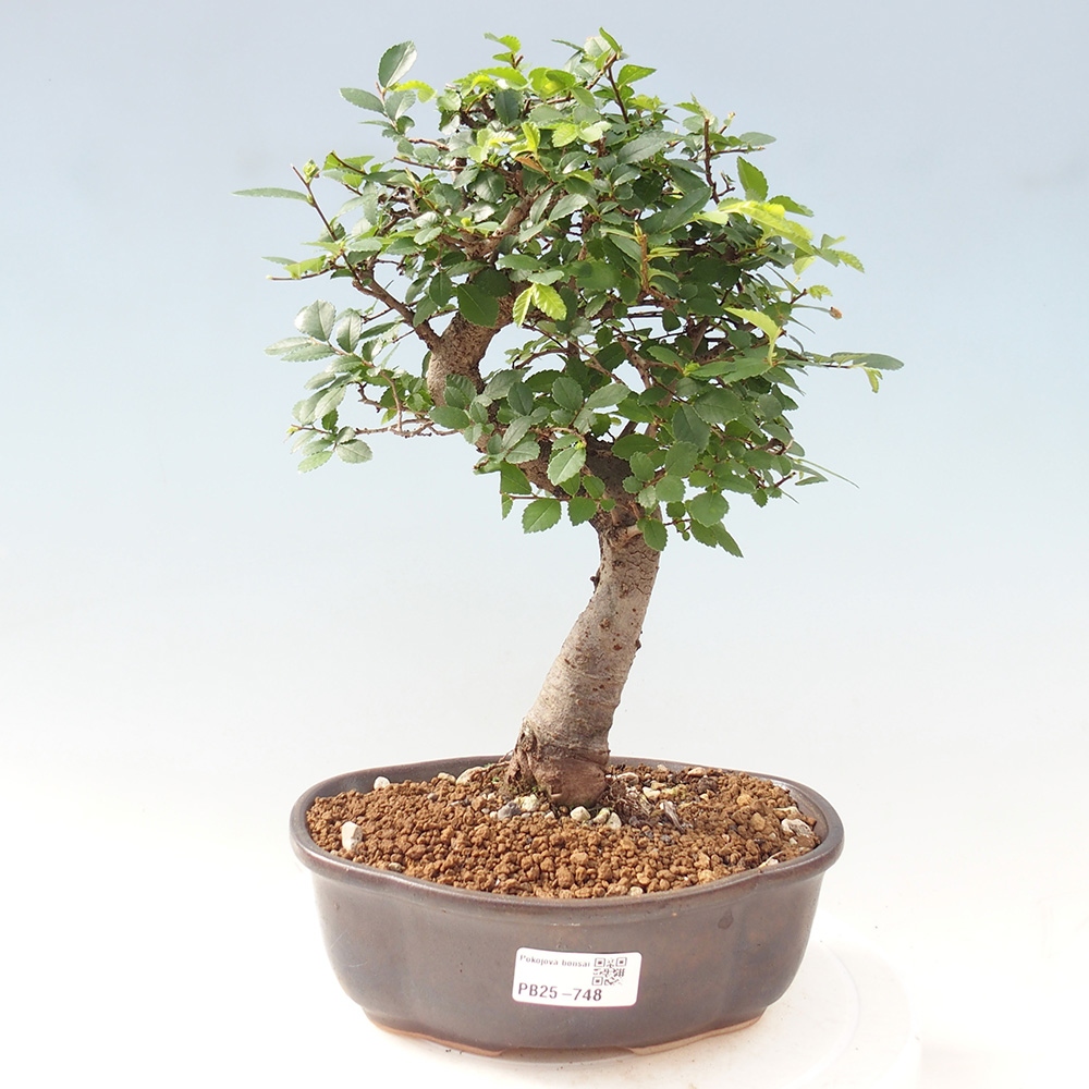Zimmerbonsai - Ulmus parvifolia - Kleinblättrige Ulme