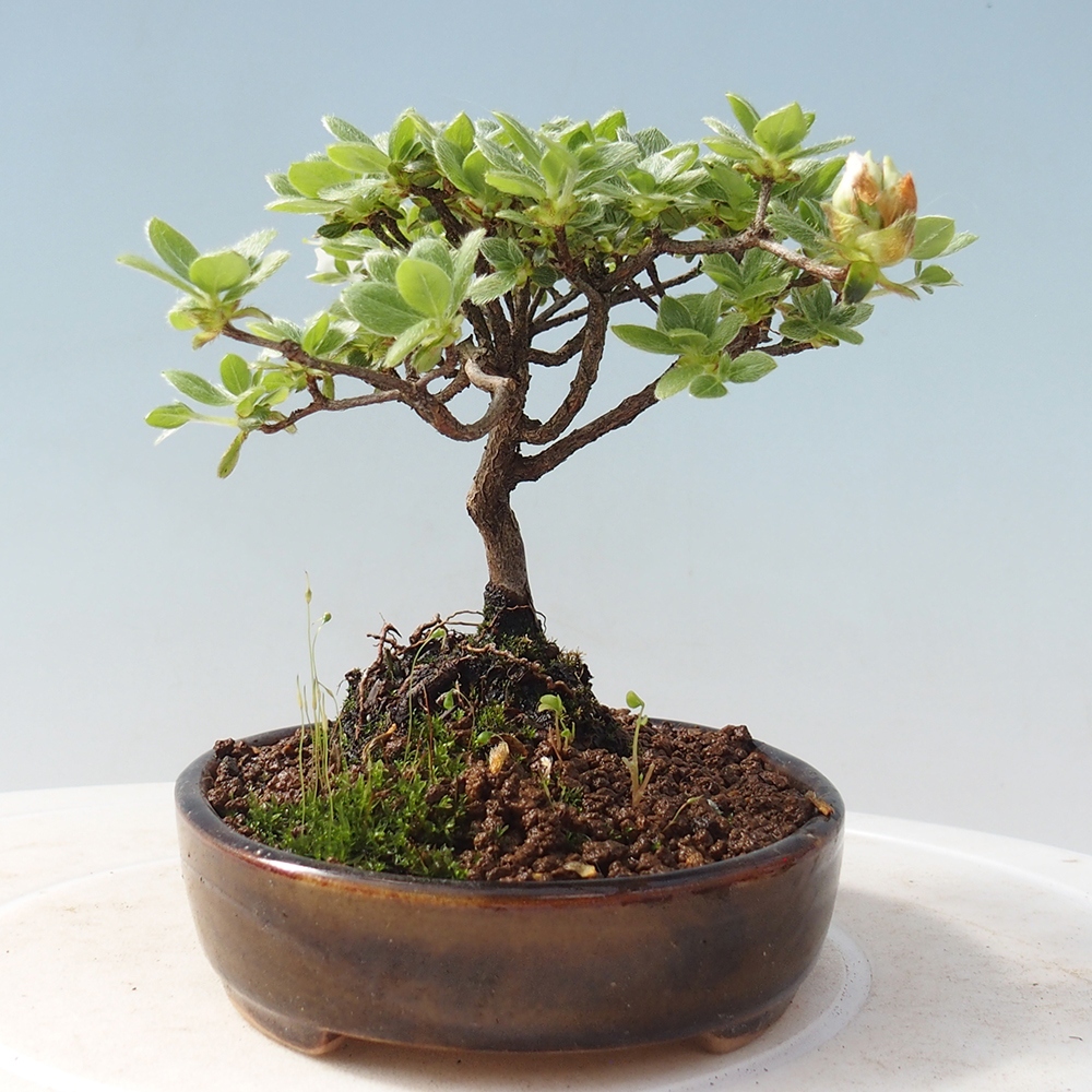 Outdoor-Bonsai - Rododendron indicum - Japanische Azalee