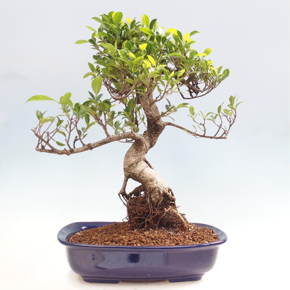 Zimmerbonsai - Ficus kimmen - Kleinblättriger Ficus