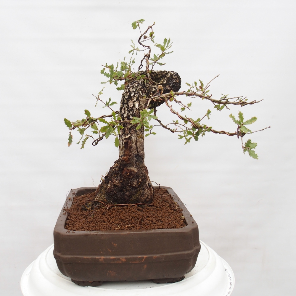 Yamadori - Quercus Ilex - Steineiche