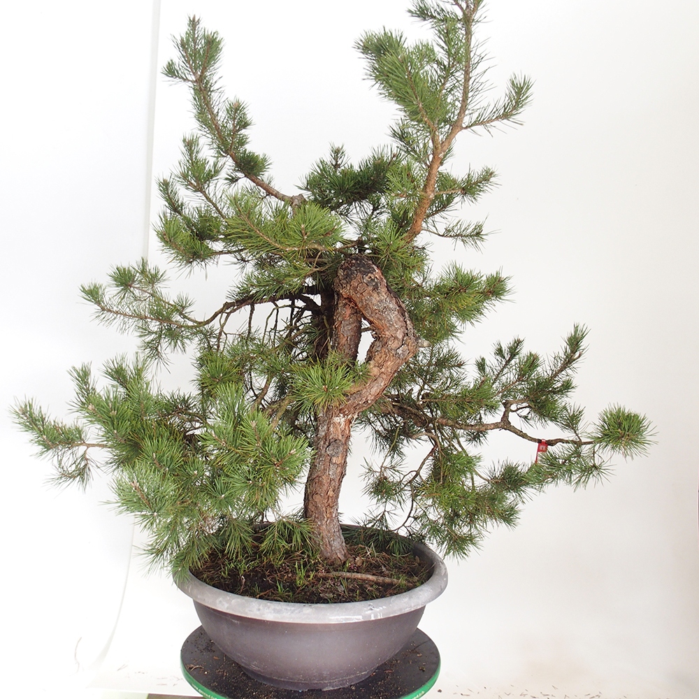 Yamadori - Pinus sylvestris Spanien