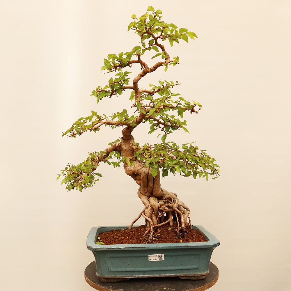 Bonsai im Freien - Carpinus Coreana - Koreanische Hainbuche