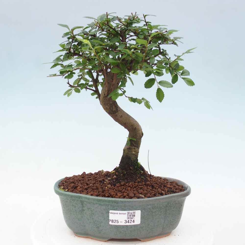 Zimmerbonsai - Ulmus parvifolia - Kleinblättrige Ulme