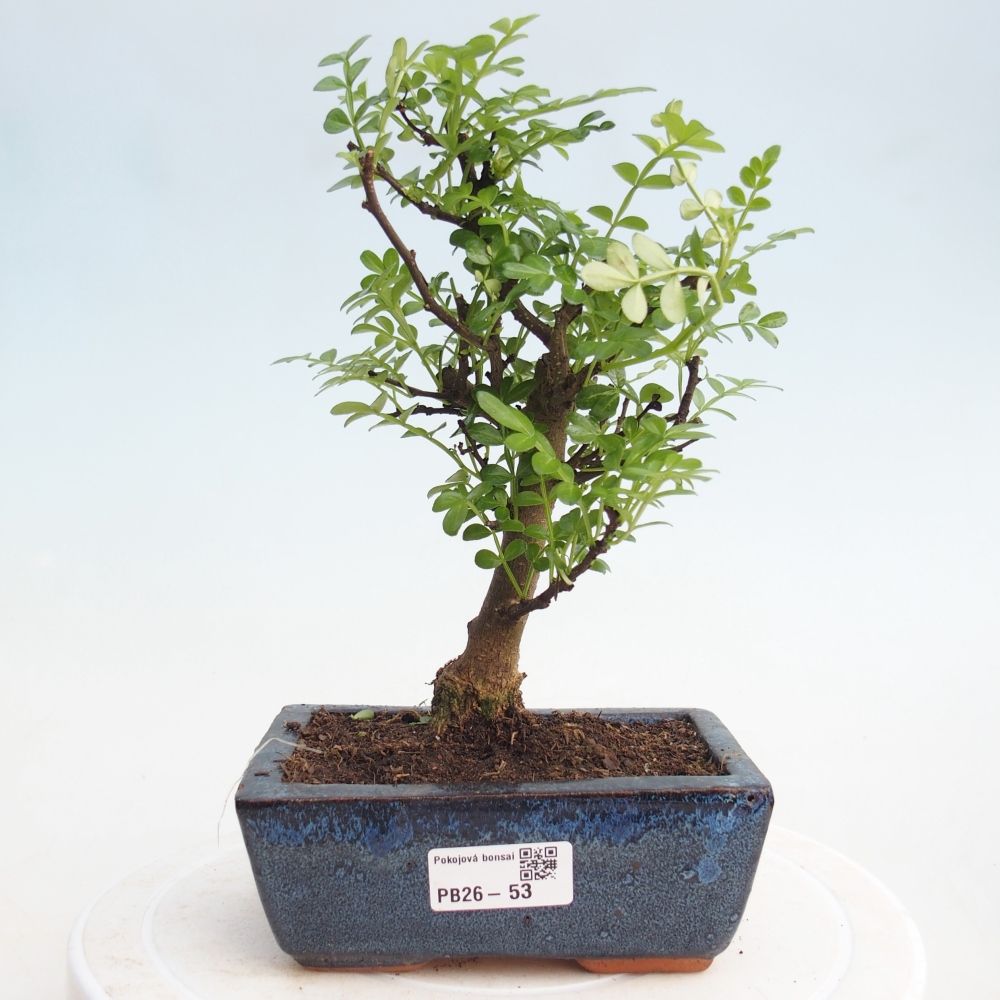 Zimmer Bonsai - Zantoxylum piperitum - Pfefferbaum