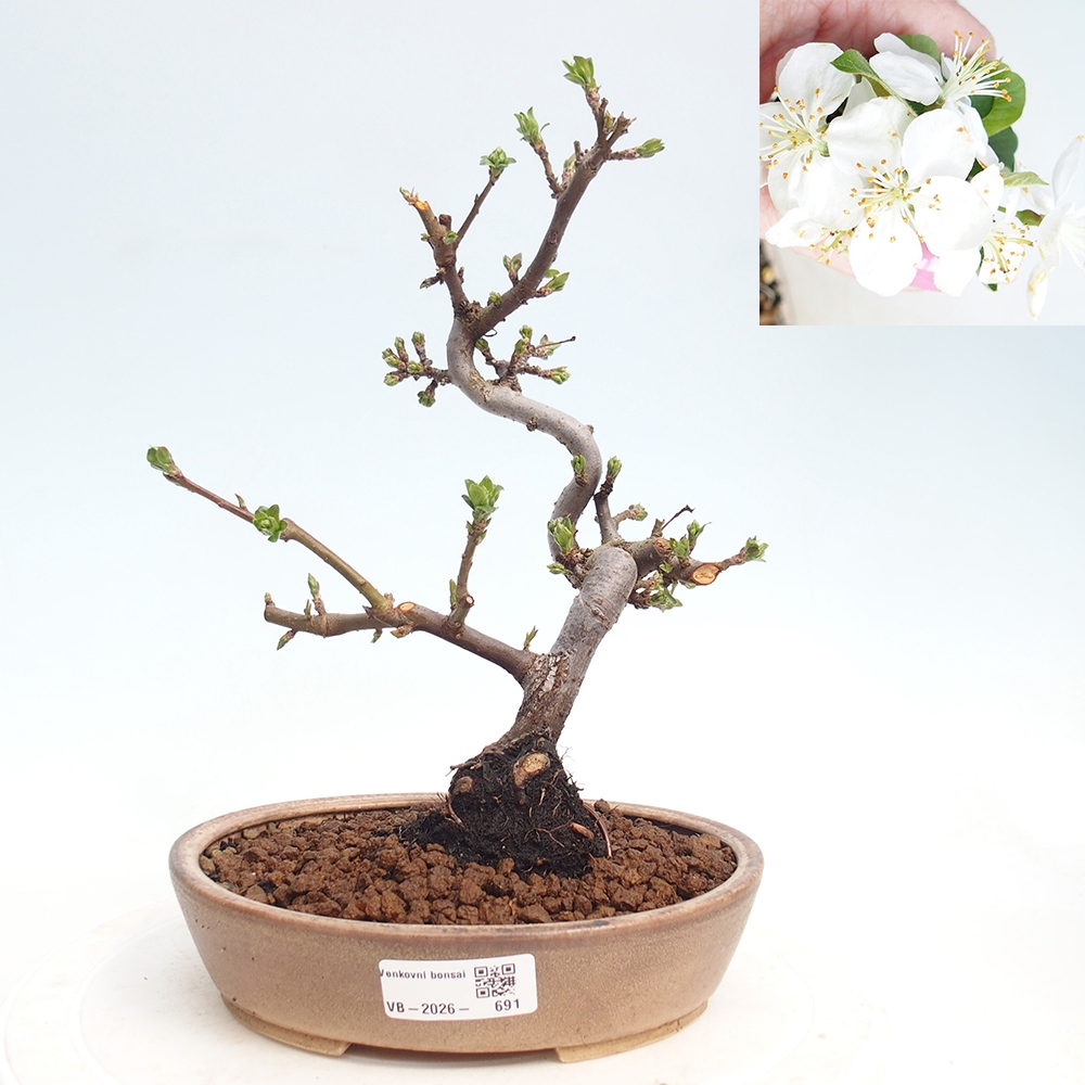 Outdoor Bonsai - Malus sargentii - Kleinfrüchtiger Apfelbaum