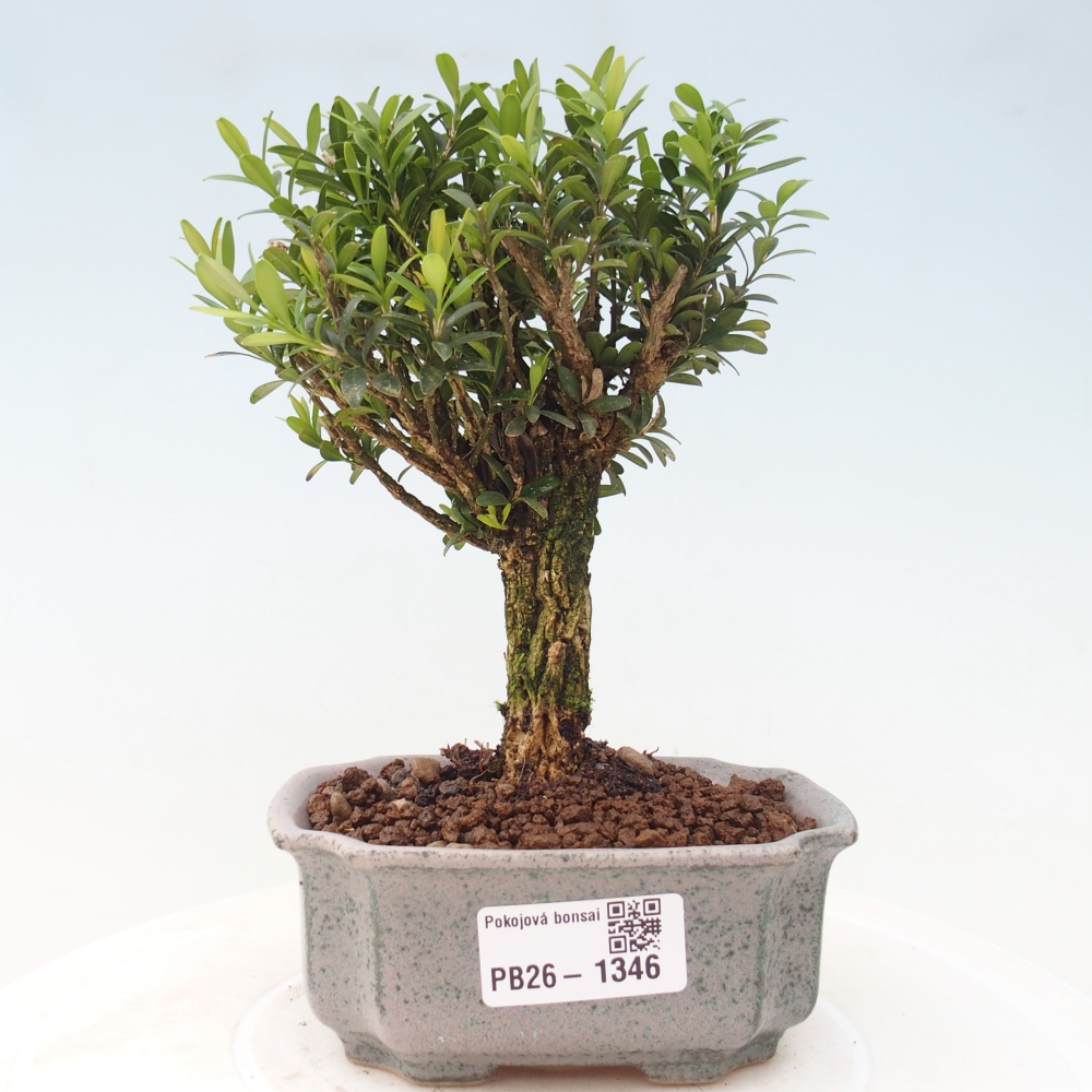 Zimmer Bonsai - Buxus harlandii - Korkbuxus