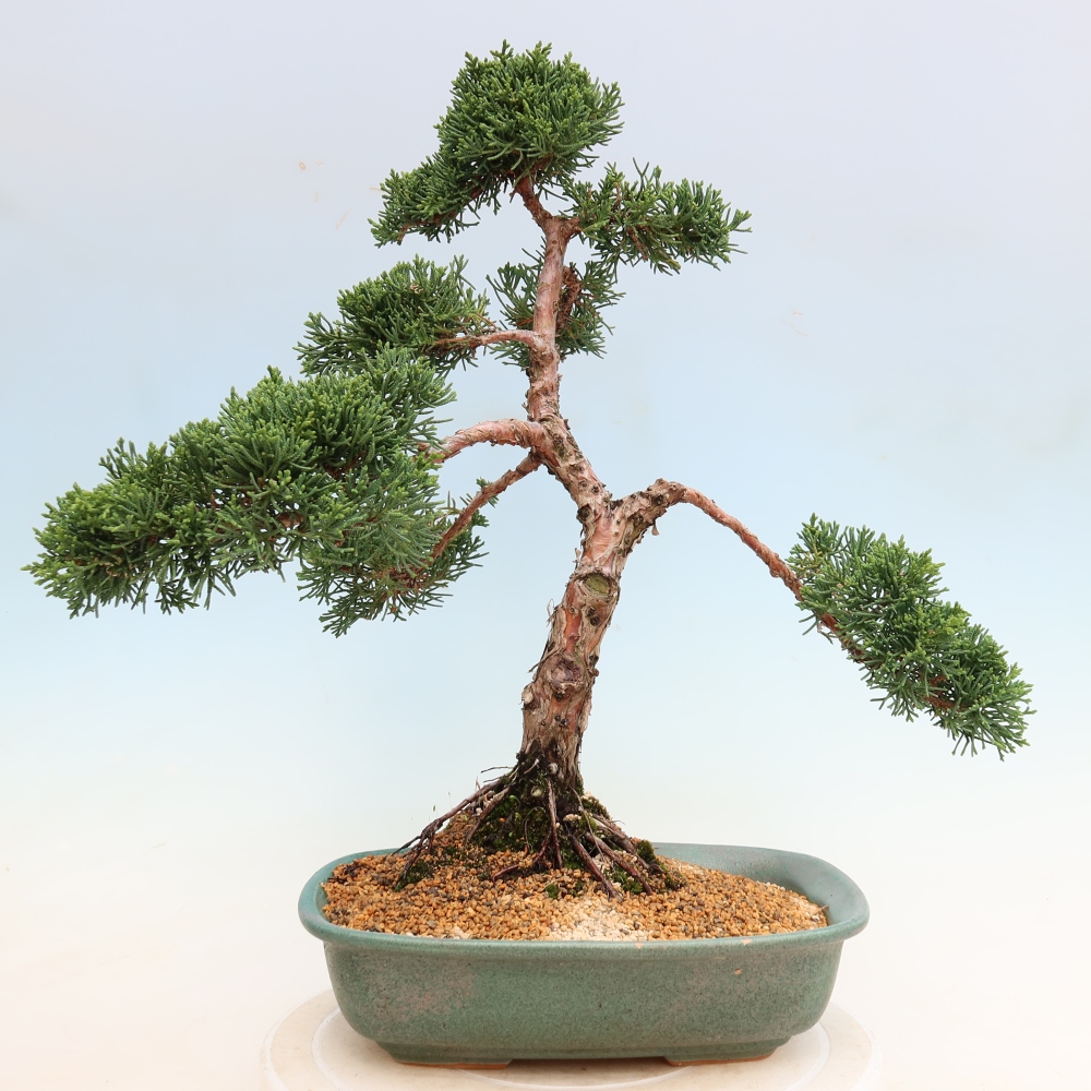 Bonsai für draußen - Juniperus chinensis Kishu