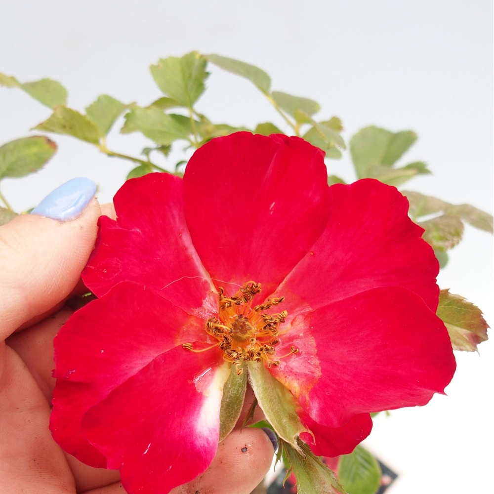 Freilandbonsai - Rosa Kordes -  Rose