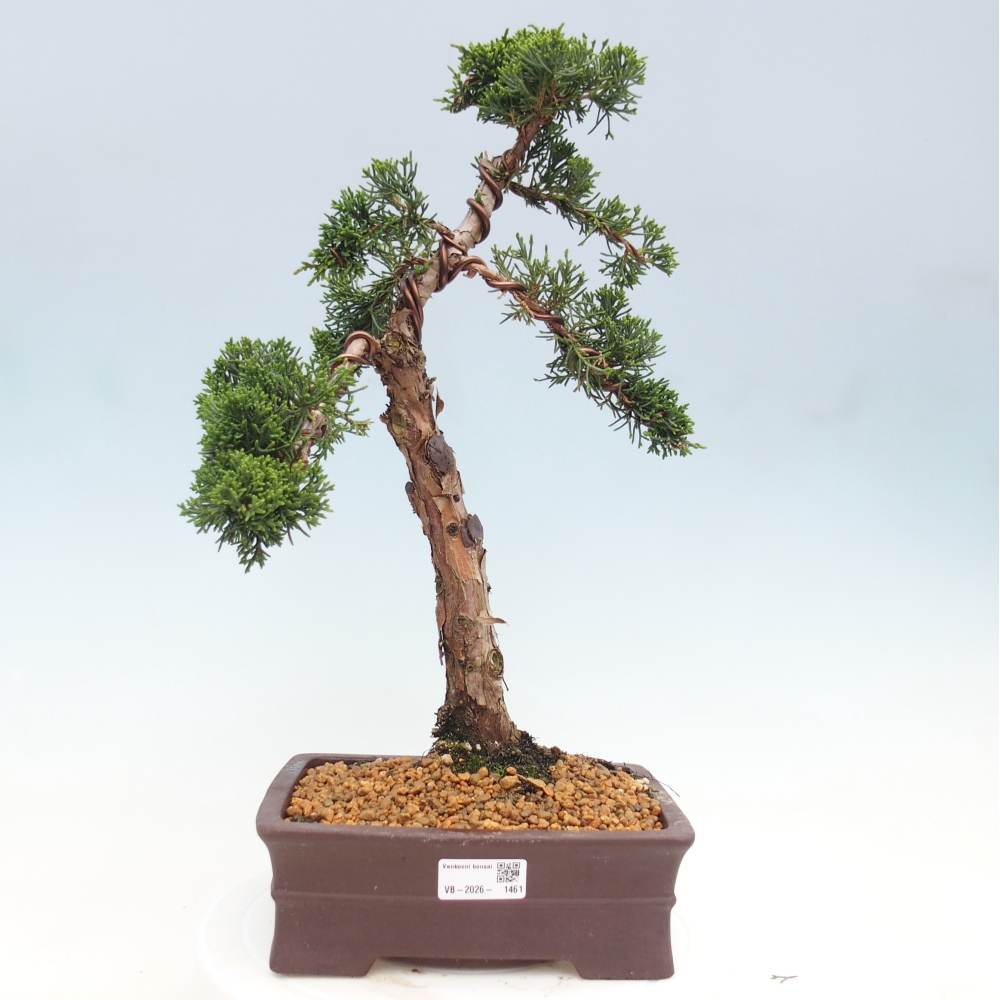 Bonsai für draußen - Juniperus chinensis Kishu