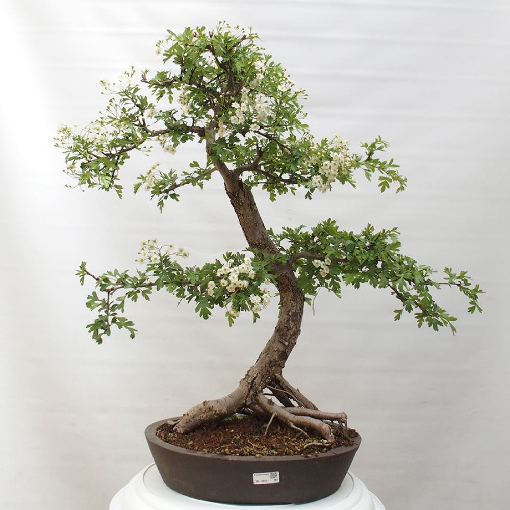 Bonsai im Freien - Weißdorn - Crataegus monogyna
