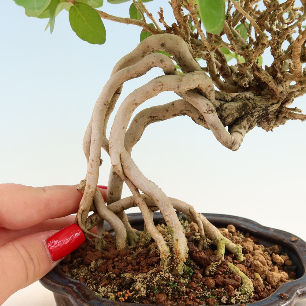 Zimmerbonsai - Premna serratifolia - Kozlovna malolista