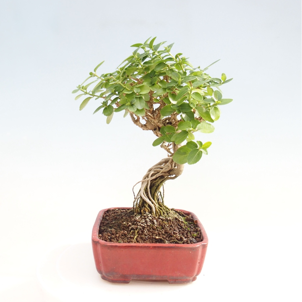 Zimmerbonsai - Premna serratifolia - Kozlovon kleinblättrig