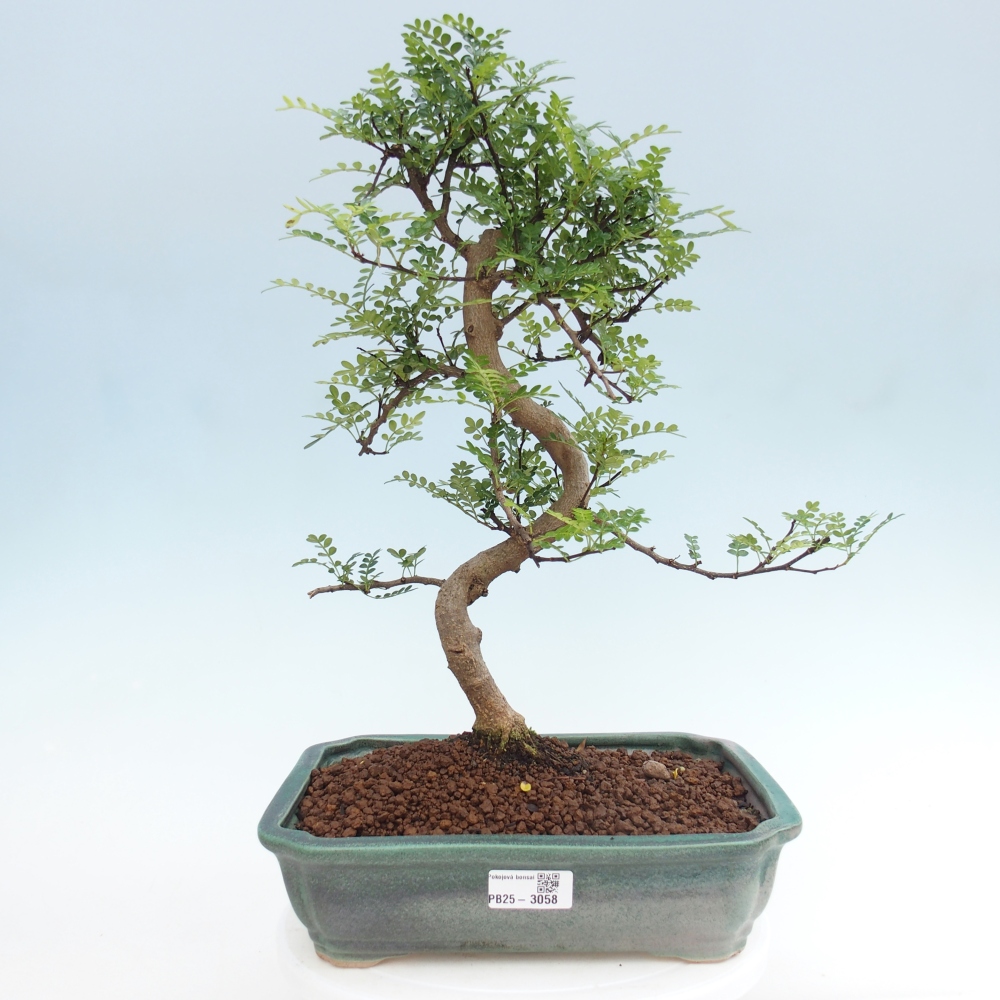 Zimmerbonsai - Zantoxylum piperitum - Pfefferbaum