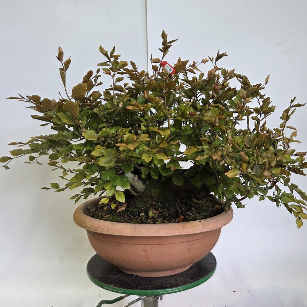 Bonsai-Fagus sylvatica im Freien
