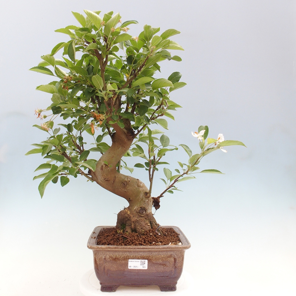 Bonsai im Freien - Malus halliana - Kleinfruchtiger Apfelbaum