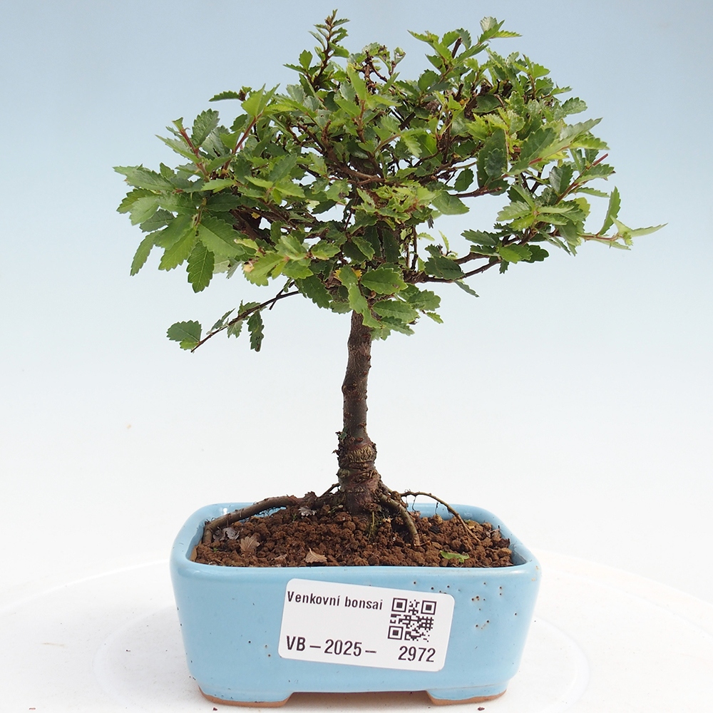 Bonsai im Freien - Ulmus parvifolia Sagei - Kleinblättrige Ulme