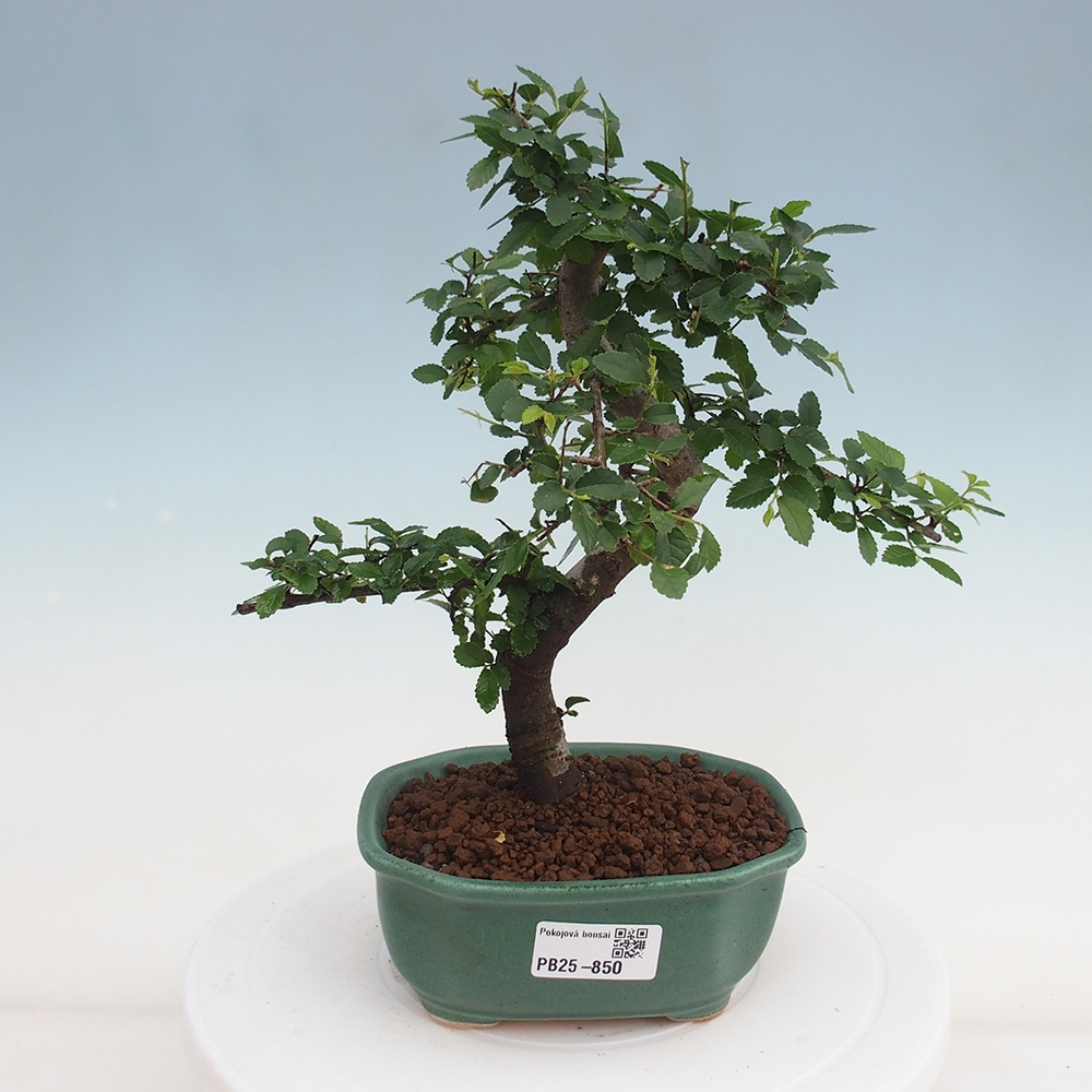 Zimmer Malolistý Ulme Bonsai