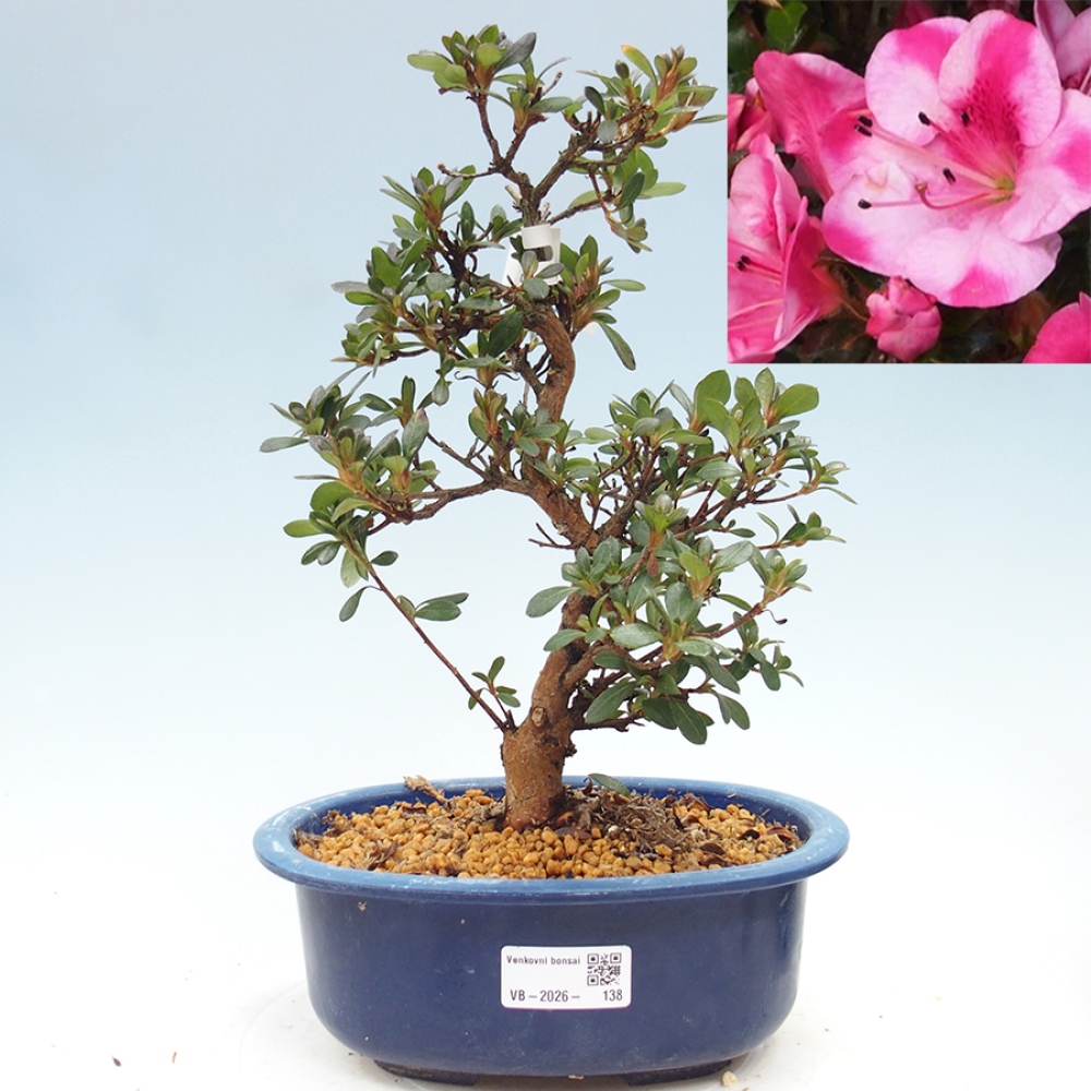 Bonsai für draußen - Japanische Azalee - Azalea Kobai