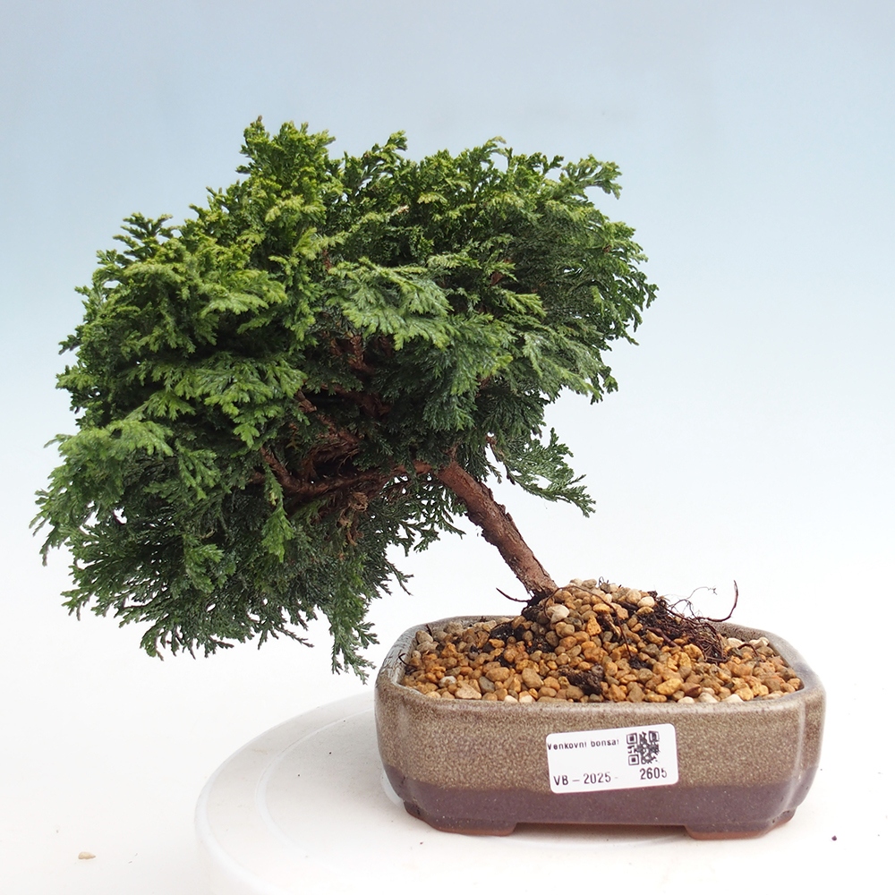 Bonsai im Freien - Cham.pis Parslori - Zypresse