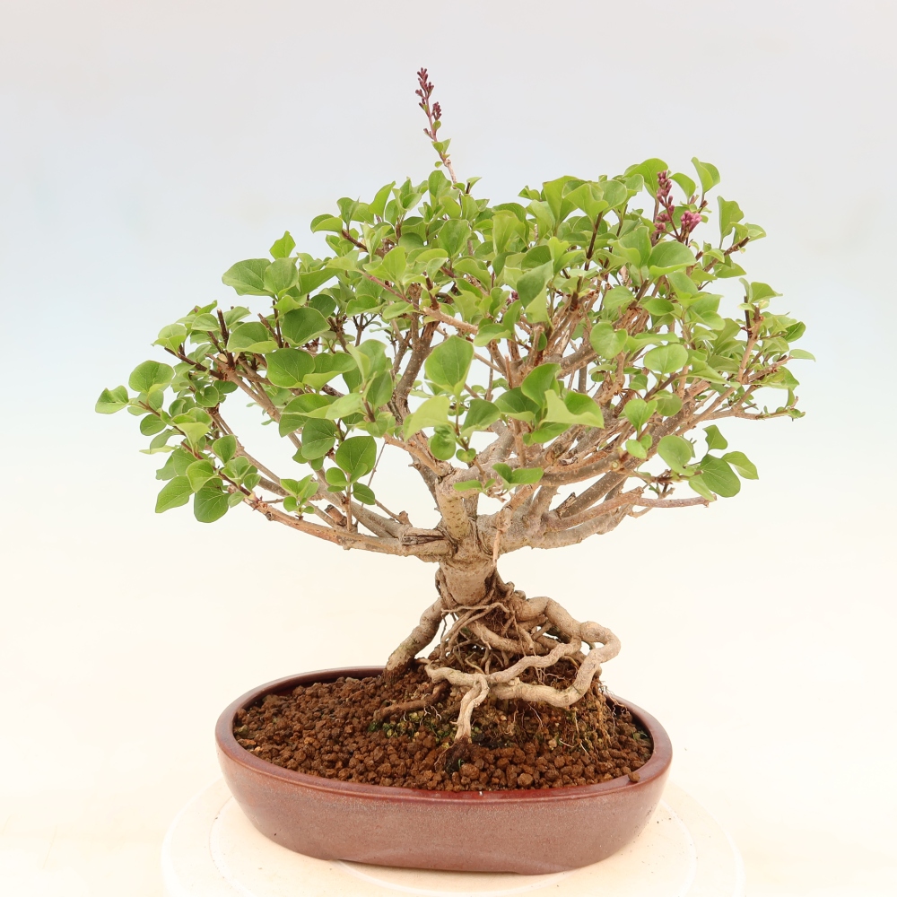 Bonsai für draußen - Syringa microphylla - Kleinblütiger Flieder