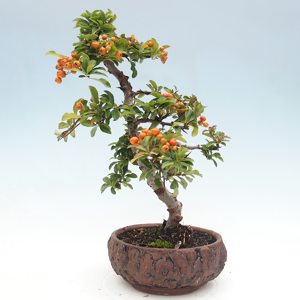 Outdoor Bonsai-Pyracanta Teton -Bäckerei