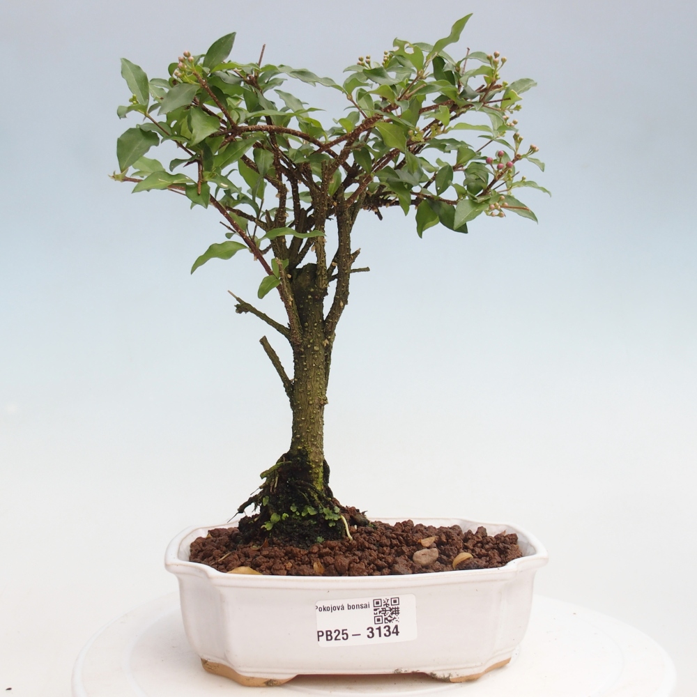 Zimmerbonsai - Malpighia coccigera - Barbdor-Kirsche