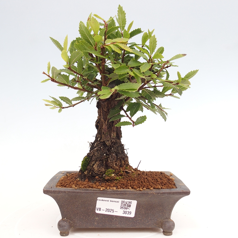Bonsai im Freien - Zelkova - Zelkova NIRE