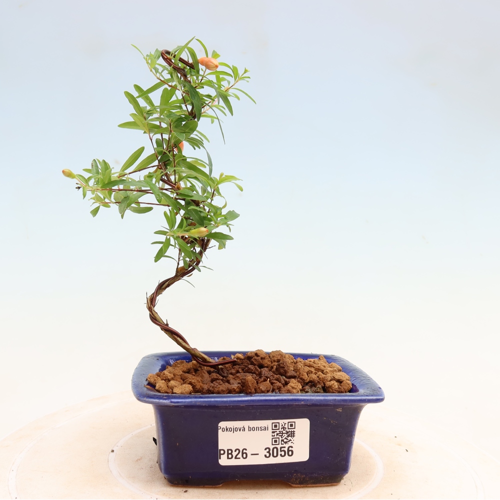 Zimmer-Bonsai-PUNICA granatum nana-Apfel-Granatapfel