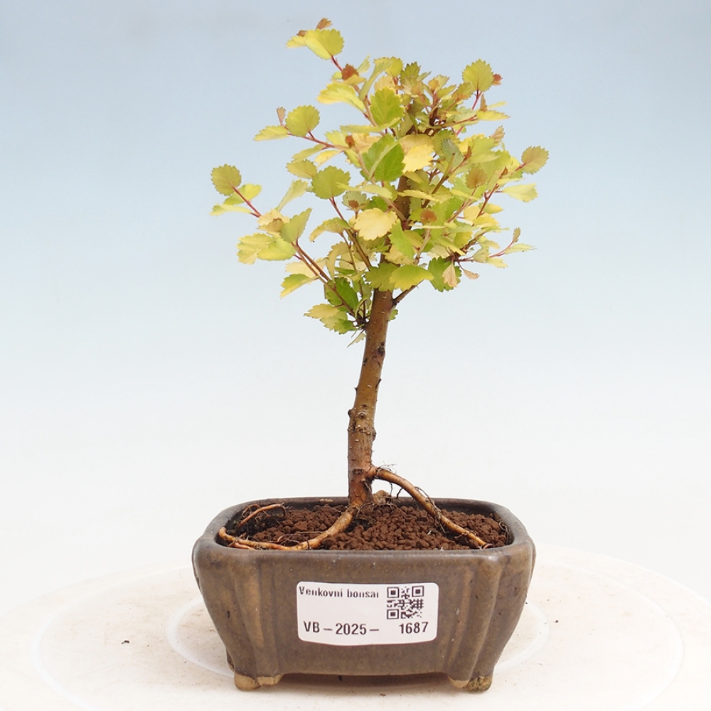 Bonsai im Freien - Zwergbirke - Betula NANA Treasure