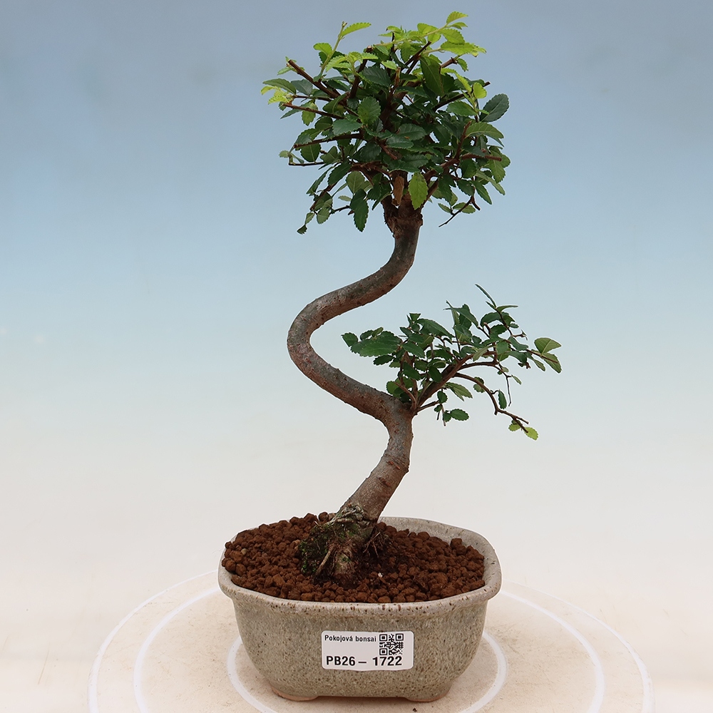 Zimmerbonsai - Ulmus parvifolia - Kleinblättrige Ulme